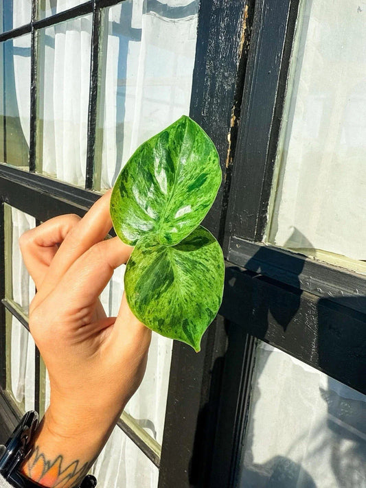 Philodendron Variegated Heartleaf Cuttings - 2 Rooted Cuttings - Philodendron Hederaceum Variegatum