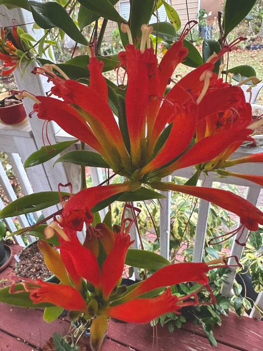 Orange Lipstick Plant Live 4" Pot Aeschynanthus Xsplendidus Indoor Flowering Plant
