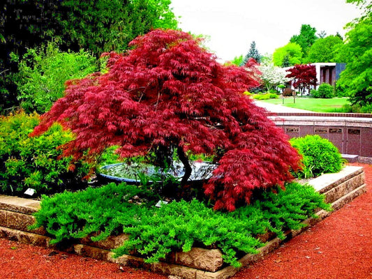 Dwarf Japanese Red Linear Leaf Maple Tree Seeds - Acer Scolopendrifolium - 10 Pack for Bonsai Gardening