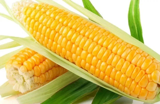 Sweet Golden Bantam Corn Seeds - 1000+ Heirloom Organic NON-GMO - Fresh Corn Seeds for Planting - Zea mays
