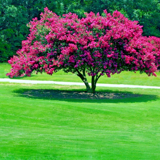 Crape Myrtle Tree Seeds - Fast Lilac Flower Plant - Lagerstroemia Indica - Garden Seeds for Easy Growth and Vibrant Blooms