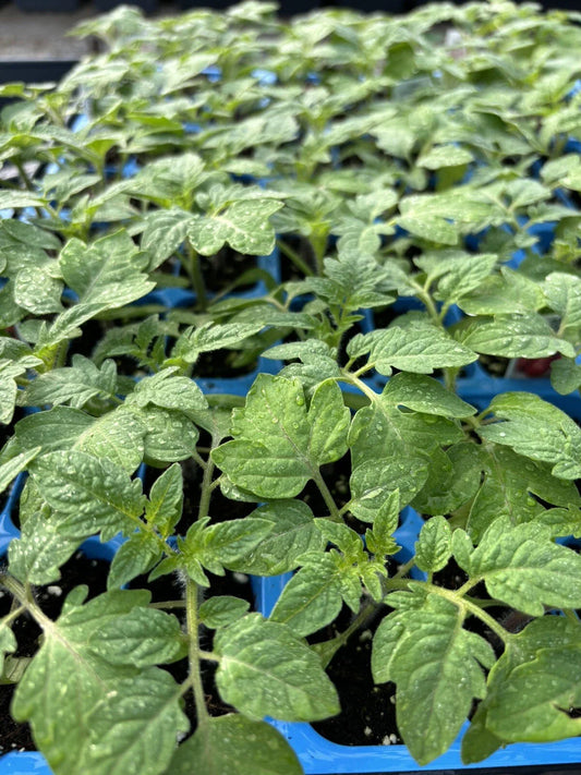 Rare Old German Tomato Live Plants - Lot of 2 - Heirloom Variety - Solanum lycopersicum