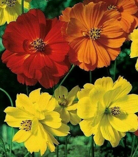Cosmos Seeds 100+ Bright Lights Flower Mix Orange Yellow Annual Cosmos bipinnatus