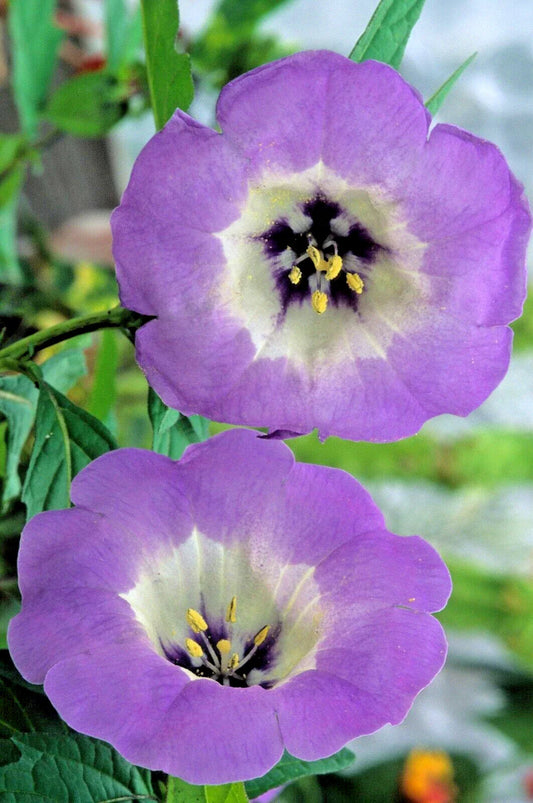 Nicandra Seeds 100 Count Splash of Cream Shoo-Fly Plant Nicandra physalodes var.