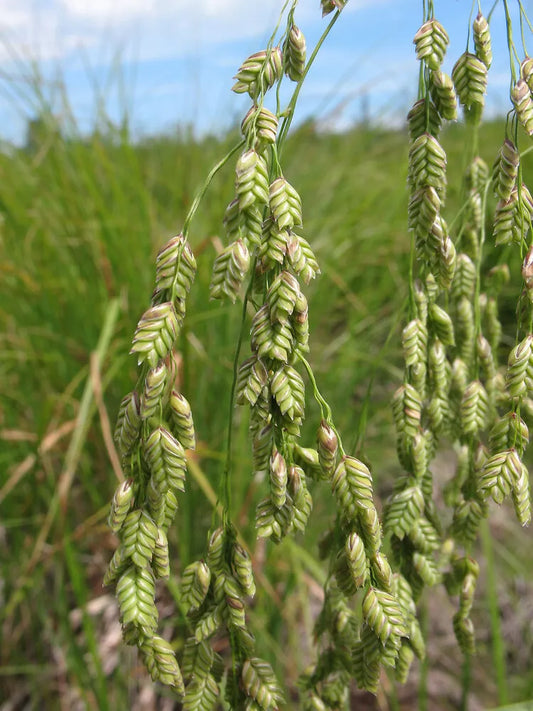 Rattlesnake Grass Seeds - 150 Seeds - Ornamental Marsh Plant - GroCo - Buy Any 15 - Ships Free