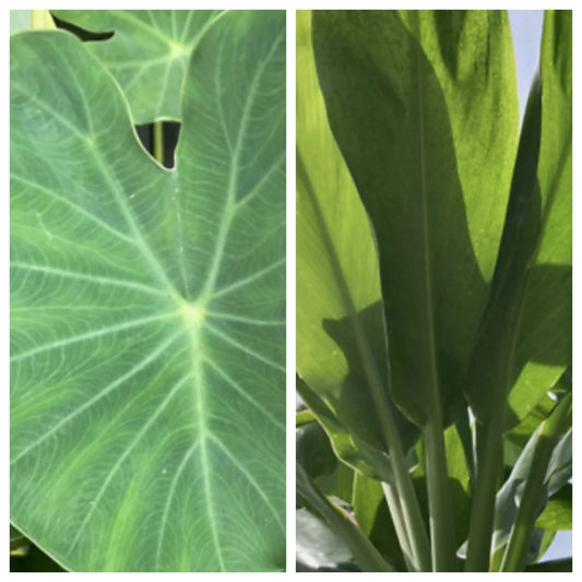 Taro Ti Laulau Box Set - Colocasia esculenta & Cordyline fruticosa - Hawaiian Plants 4" Pot
