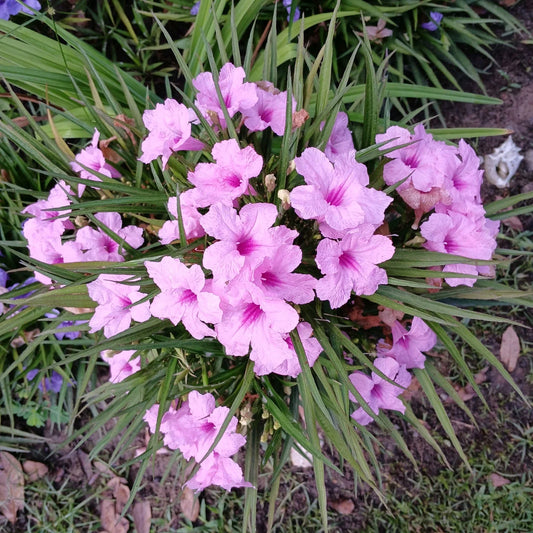 Dwarf Pink Mexican Petunia Plants - Blooming Size - Bare Root - Ruellia simplex
