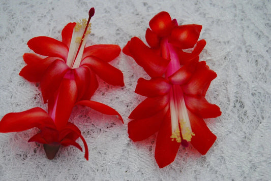 Christmas Cactus Starter Plant - Small Red Planet - Schlumbergera Truncata - Healthy Well Rooted for Easy Care and Growth