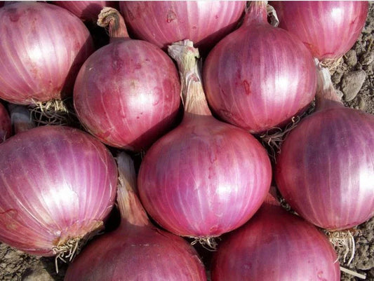 Red Burgundy Onion Seeds - 200+ Heirloom Non-GMO Vegetable Garden Seeds - Allium cepa