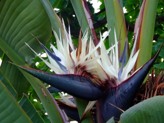 Giant White Bird of Paradise Plant, 10-12 inches, Strelitzia Nicholai, Rooted Indoor Tropical Plant