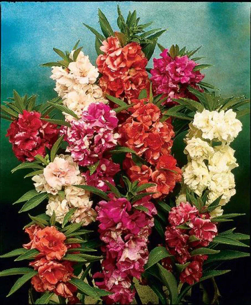 Balsam Camellia Seeds - 100 Pack - Camelia Flowered - GroCo USA - Buy 15 Ships Free