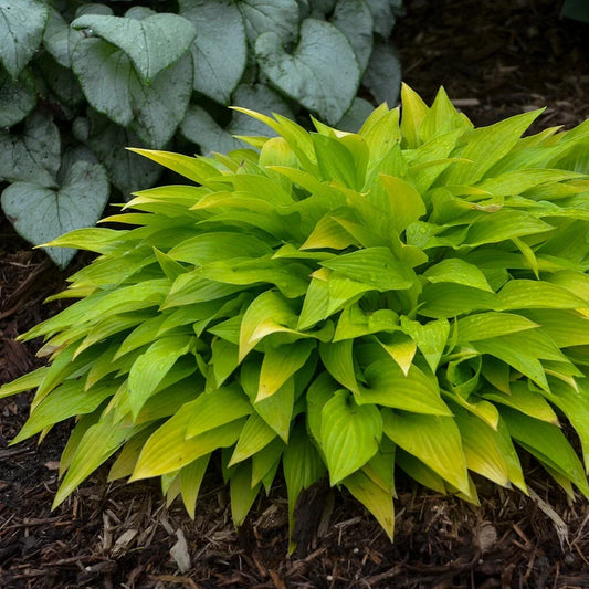Hosta Munchkin Fire Plant in 5.25" Pot | Well-Rooted Perennial for Shade | Unusual Miniature Hosta