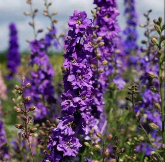 Rocket Larkspur Seeds - Lilac Cut Flowers for Pollinators - Non-GMO Delphinium - 500 Seeds