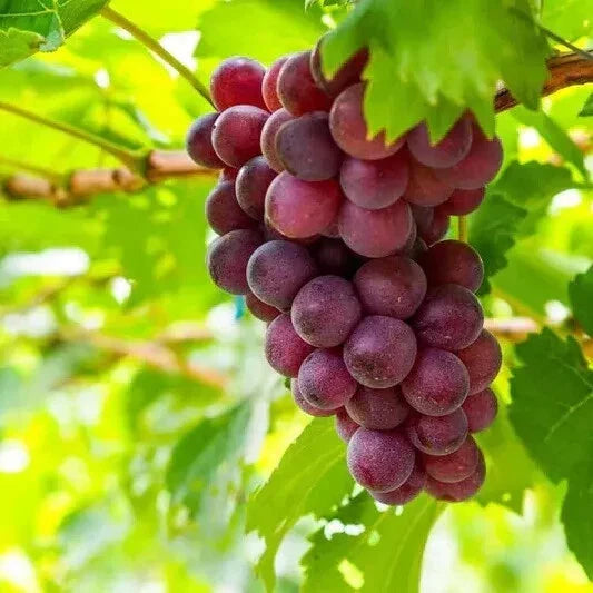Sweet Red Grape Seeds - 25 Large Seeds - Vitis vinifera - 2024 Harvest - USA Seller