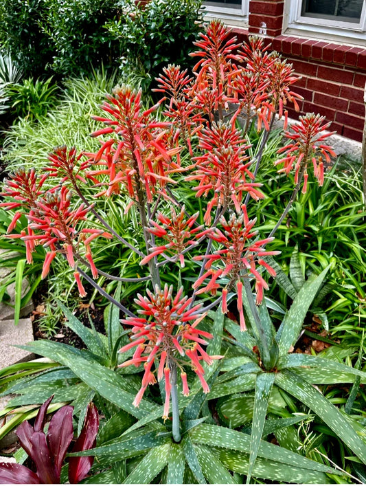 Red/Orange Flowering Soap Plant - Zebra Maculata Aloe - 10"-12" Bare Rooted Plant