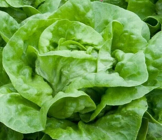 Lettuce Seeds 1000+ White Boston Butterhead Lettuce Garden Seeds - Lactuca sativa - Heirloom Variety