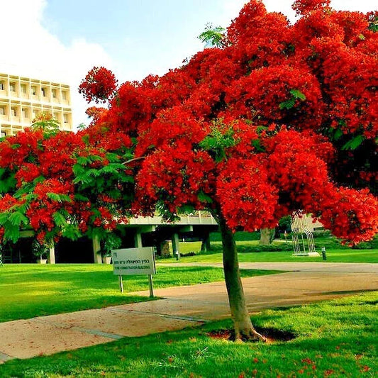 Royal Poinciana Seeds - Red Flame Tree - Delonix Regia - Tropical Flamboyant Flower Seeds for Planting