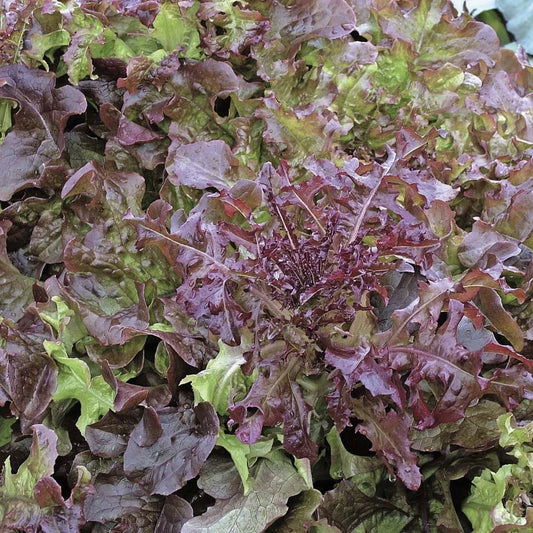 Salad Bowl Red Leaf Lettuce Seeds - 200 Count Packet - Good Keeper - Ideal for Home Gardening