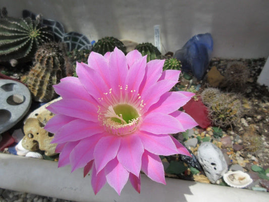 Echinopsis 'Gary Brandfeller' Hybrid Lavender Cactus 5" Pot with 1 Pup - Unique Succulent Plant for Cactus Lovers
