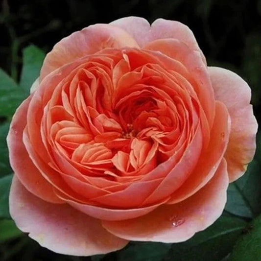 Chippendale Rose Cuttings - 3 Super Rare Plant Propagation Cuttings for Rooting or Grafting - Rosa spp.