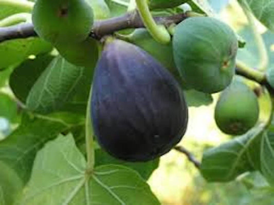 Black Mission Fig Tree Starter Plant - 3 Pack, Ficus Carica, Edible Fruit, Everbearing, Dark-Skinned, Strawberry Interior