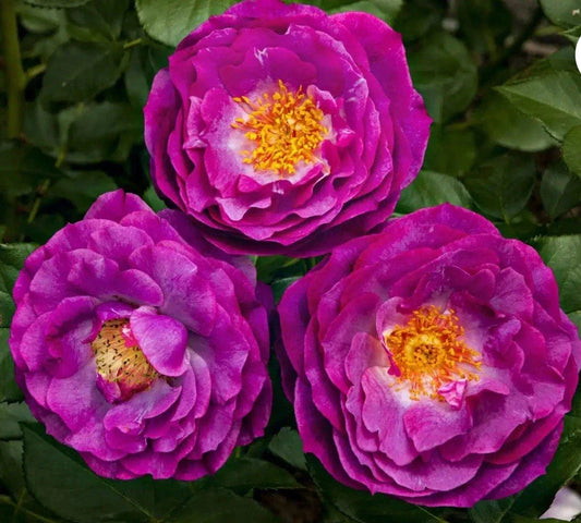 Wild Blue Yonder Rose Bush - Grandiflora Bare Root Live Starter Plant - Rosa 'Wild Blue Yonder'