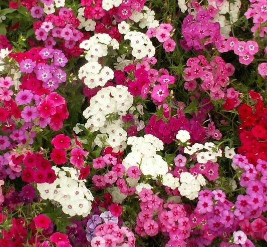 Phlox Seeds 300+ Mixed Colors Annual Flower Garden for Bees & Butterflies, Phlox paniculata