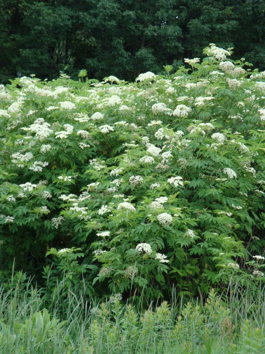 Elderberry Plant Bare Root 16"+ Edible Sambucus Black Common Live Plant