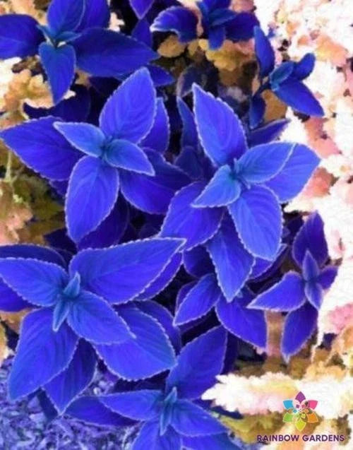 Navy Blue Coleus Seeds - 25+ Pack for Garden Planting - Solenostemon scutellarioides - USA