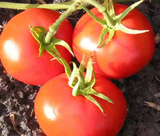 New Yorker Tomato Seeds 50 Ct Heirloom Non-GMO Vegetable Garden Seeds (Lycopersicon esculentum)