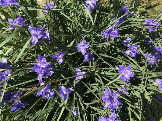 Spiderwort Rhizome Bulbs - 20 Perennial Purple Flower Plants - Tradescantia pallida, Widow's Tear