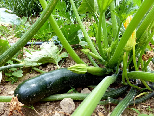 Black Beauty Zucchini Seeds 1/4 LB, Non-GMO Summer Squash, Cucurbita pepo, Heirloom Variety
