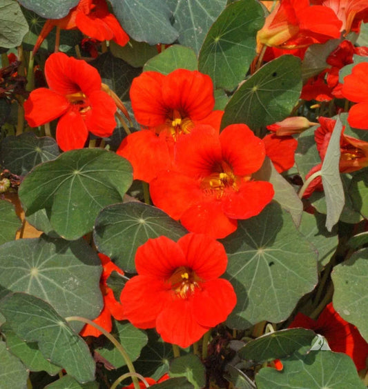 Nasturtium Seeds 30 Ct Empress of India Dwarf Annual Wildflower (Tropaeolum majus) - Free Shipping