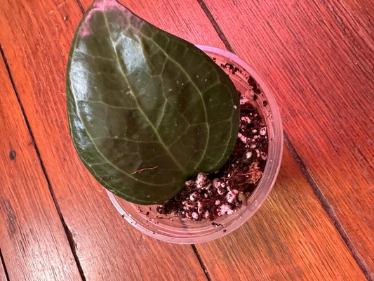 Hoya Latifolia 'Sarawak' Rooted Cutting - 3" Dinner Plate Hoya Plant - Easy Care Houseplant