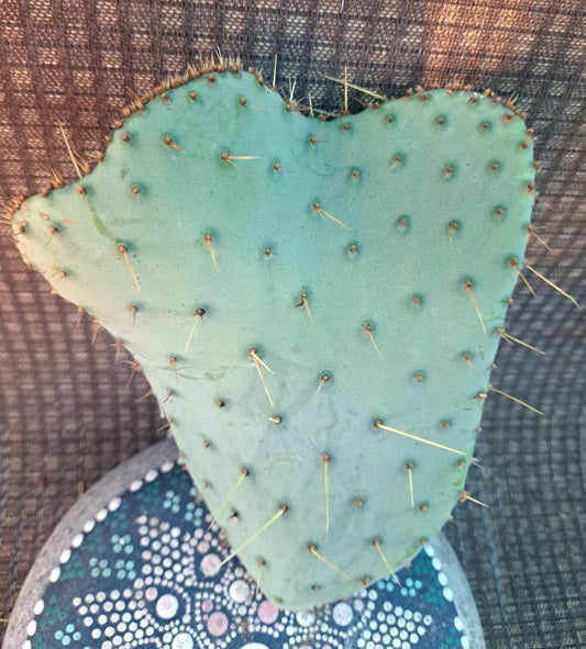 Opuntia Engelmannii var Lindheimeri Cristata Cutting 7x5, Unique Cactus Cutting, Hardy Succulent Plant