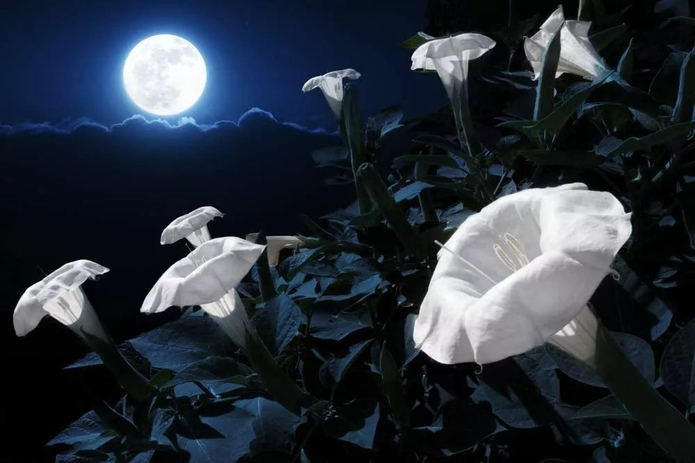 Tropical White Knight Vine Seeds - 20 Count - Night-Blooming, Reflects Moonlight - Exotic Plant (Ipomoea alba)