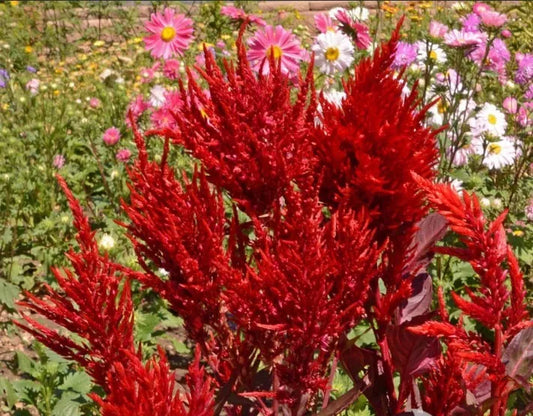 Celosia Seeds - 500 Non-GMO Scarlet Plume Heirloom Red Cut Flowers - Plumed Cockscomb (Celosia cristata)
