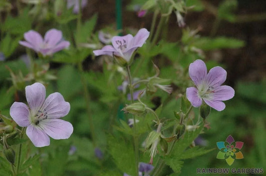 Coquetedale Lilac Geranium Seeds - 25+ Pack - Ideal for Garden Planting - Pelargonium 'Coquetedale'