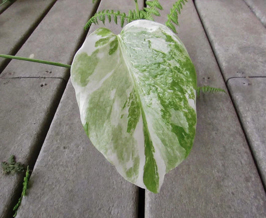 Variegated Monstera Leaf Cutting | Houseplant Propagation | Monstera deliciosa Variegata