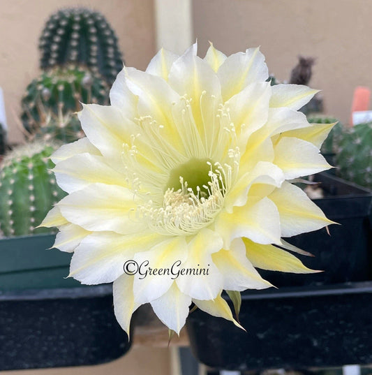 Echinopsis Bourne Lace Cactus Succulent Rooted Pups - European Hybrids, Decorative Indoor Plants
