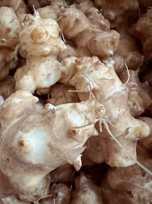 Sunchoke Tubers for Planting - Jerusalem Artichoke - Helianthus tuberosus - Organic, Non-GMO, Edible Perennial Crop