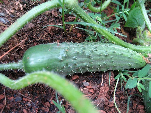 Cucumber Seeds for Pickling - 25 Seeds - Cucumis sativus - Ideal for Homemade Pickles and Fresh Salads