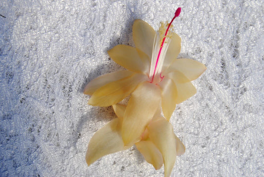 Christmas Cactus Starter Plant - Gold Butterfly - Schlumbergera Truncata - Healthy Well-Rooted Small Plant for Home Decor