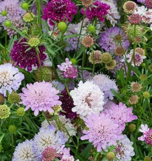 Pincushion Flower Seeds - 35 Fresh Seeds - Scabiosa Atropurpurea - Free USA Shipping