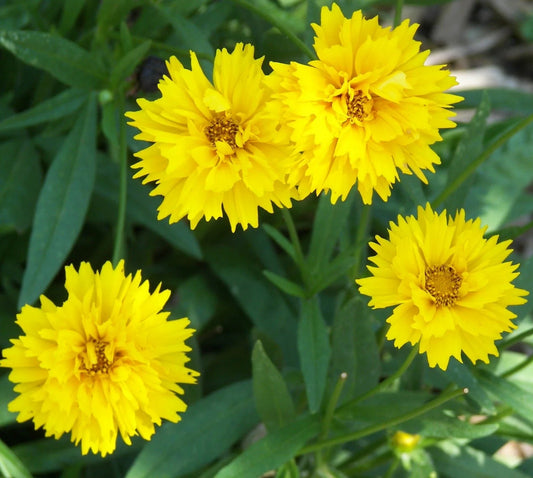 Coreopsis Plant - Early Sunrise Variety - Bright Yellow Flowers - Trouble-Free Perennial (Coreopsis verticillata)