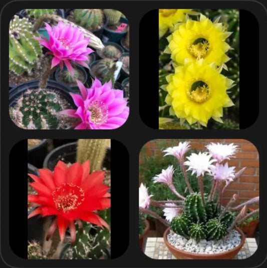 Echinopsis oxygona Easter Lilies 1" Rooted Pups in 4 Colors - Vibrant Cacti Variety for Home Decor and Gardening