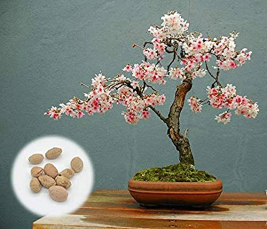 Japanese Flowering Cherry Blossom Bonsai Seeds, 20 Fresh Rare Seeds, Prunus serrulata, Exotic Bonsai Planting