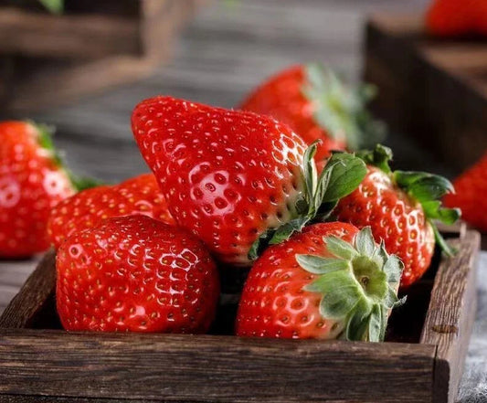 Red Strawberry Seeds - 100+ Pack - Big Flesh Fruit - Perennial - Container Garden - USA