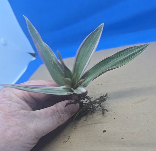 Variegated Oyster Plant 4" Tradescantia spathacea tricolor Rhoeo 'Tricolor' - Colorful Indoor Houseplant