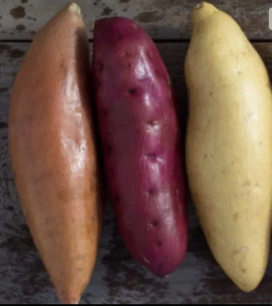 Sweet Potato Slips 12 Count Variety Beauregard, Japanese Red & White - Ipomoea batatas